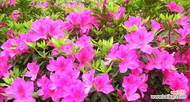 以养杜鹃花 培育杜鹃花,寓意与生活的美丽共舞