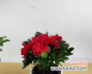 以养杜鹃花 培育杜鹃花,寓意与生活的美丽共舞