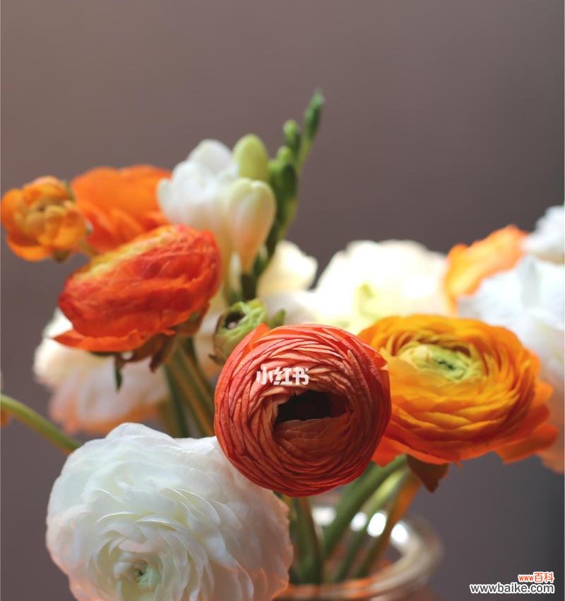 赏析洋牡丹花语 洋牡丹的花语与寓意