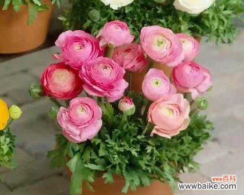 赏析洋牡丹花语 洋牡丹的花语与寓意