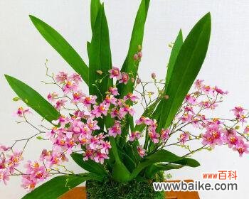 探寻洋兰花的象征意义与传承价值 洋兰花