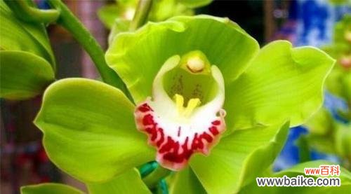 探寻洋兰花的象征意义与传承价值 洋兰花