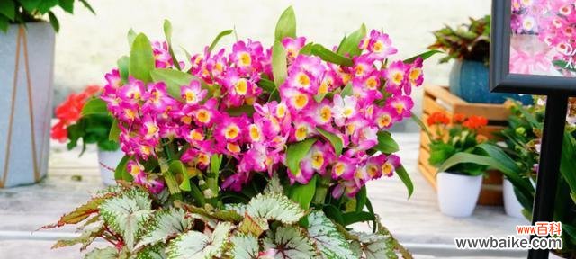 探寻洋兰花的象征意义与传承价值 洋兰花