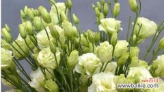 探秘洋桔梗花的多彩花语世界 洋桔梗花语之不同颜色的含义