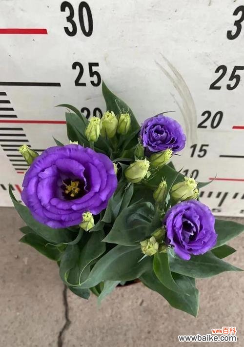 探秘洋桔梗花的多彩花语世界 洋桔梗花语之不同颜色的含义