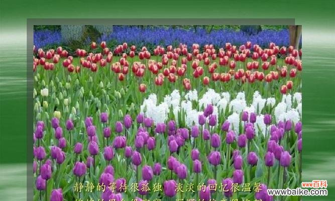 用花语解读贞操的意义与力量 野生郁金香花语贞操