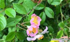 野蔷薇的花语与象征意义 野蔷薇