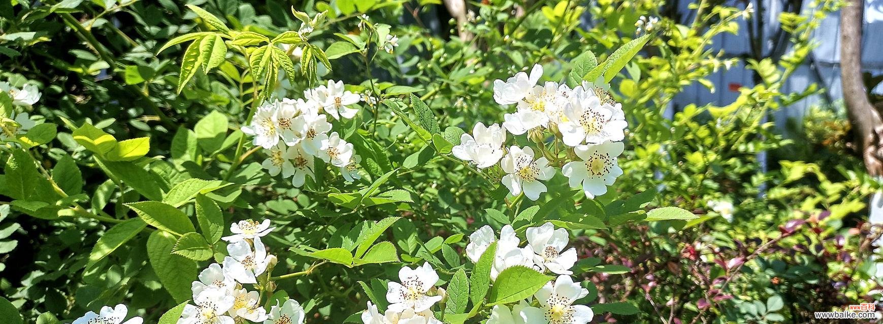 野蔷薇的花语与象征意义 野蔷薇