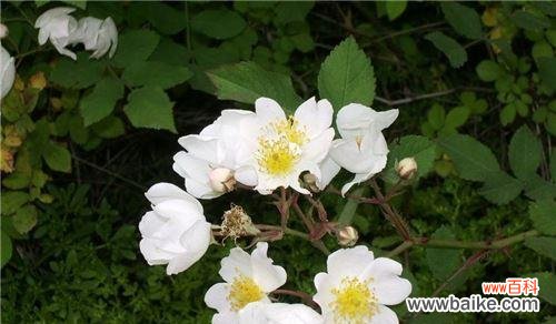 探寻野蔷薇花语的深层含义和神秘传说 野蔷薇花语的含义与传说