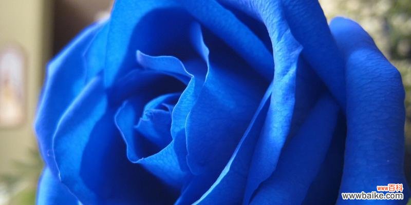 寻找真爱的勇气与希望 蓝色的奇迹——一朵蓝玫瑰的象征意义