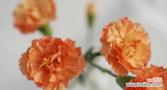 花开寓意爱与美 康乃馨的花语及象征意义