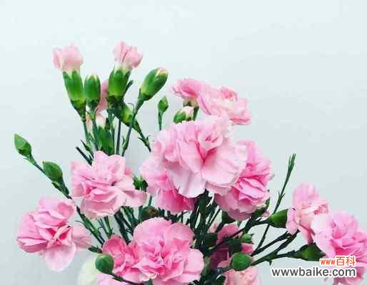 花开寓意爱与美 康乃馨的花语及象征意义