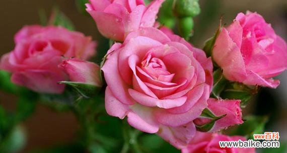 一朵粉玫瑰 粉玫瑰的象征意义