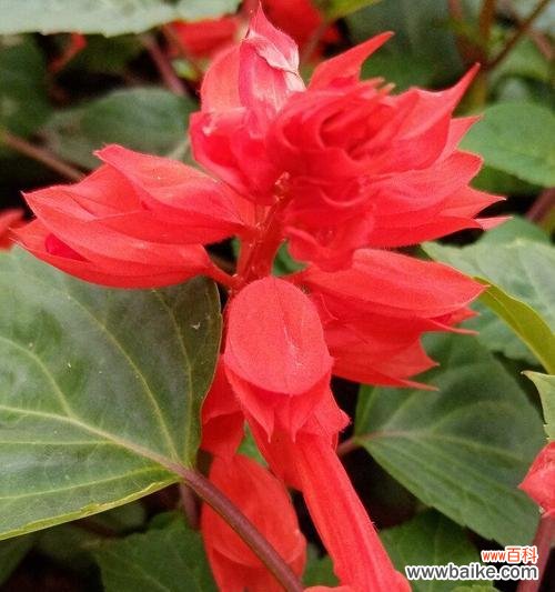 一串红花 红花语传递的美丽情感