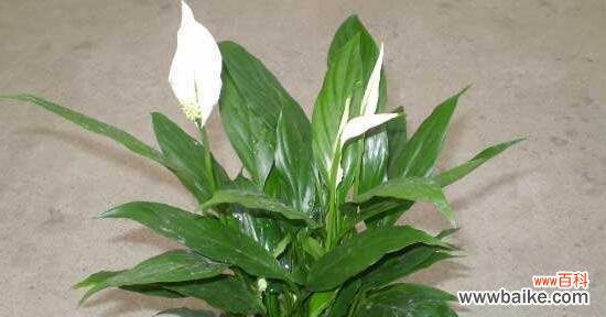 一帆风顺 一帆风顺花的寓意与启示