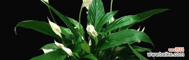 揭秘一帆风顺花的神奇魅力及传达幸福与成功的花语 一帆风顺花的寓意与花语