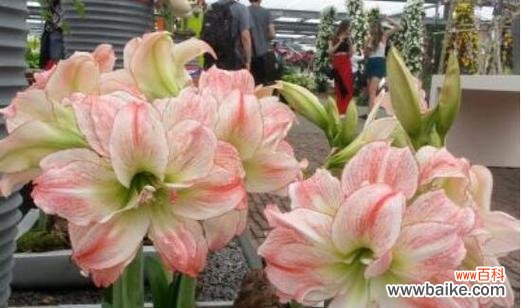 揭秘一帆风顺花的神奇魅力及传达幸福与成功的花语 一帆风顺花的寓意与花语