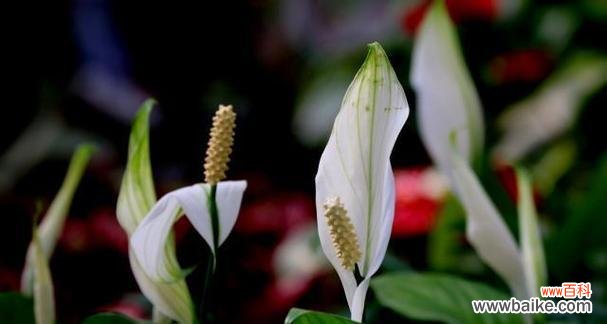 揭秘一帆风顺花的神奇魅力及传达幸福与成功的花语 一帆风顺花的寓意与花语