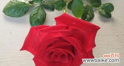 探寻玫瑰花的美丽与深意 一朵玫瑰花的含义与象征