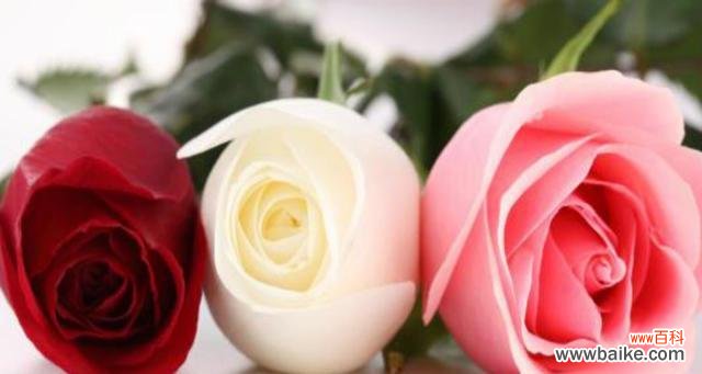探索玫瑰花的花语 玫瑰花的花语