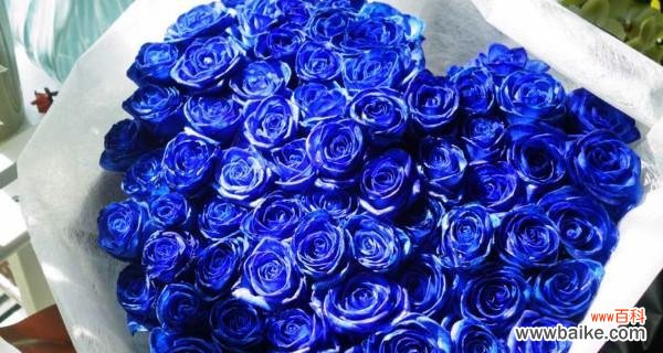 探寻蓝色妖姬的花语之谜 蓝色妖姬的花语——关于一朵神秘花的传说