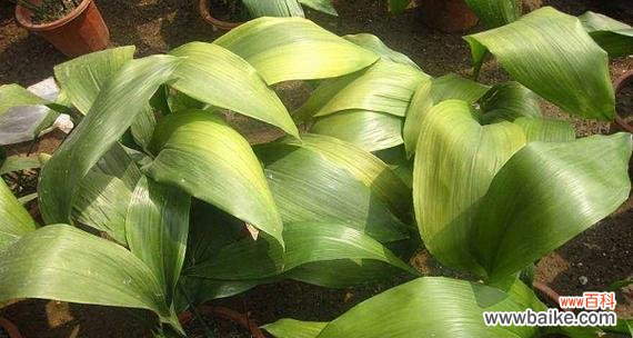 以一叶兰花的花语 一叶兰花，传递的爱与希望