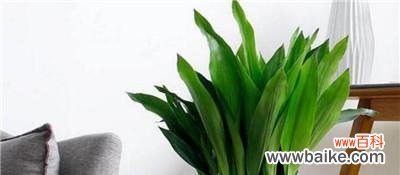 以一叶兰花的花语 一叶兰花，传递的爱与希望