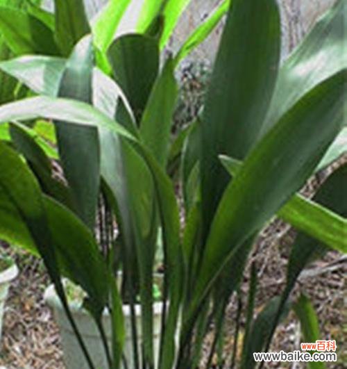 一叶兰的寓意与花语 一叶兰