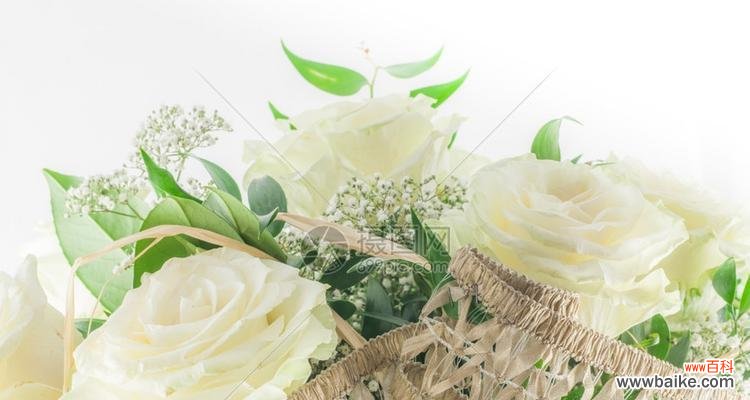 揭示白玫瑰所代表的深层情感和意义 一束白玫瑰的象征意义
