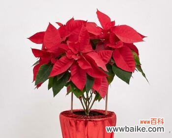 探究一品红所传递的情感和象征意义 一品红的花语与寓意