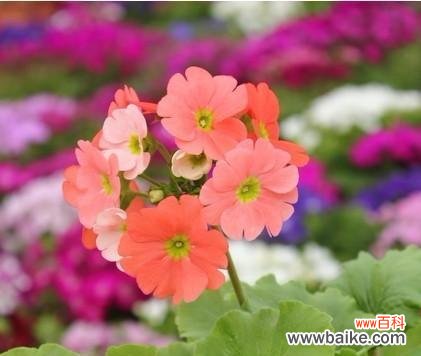 追逐梦想之路的启示——樱花草的花语 樱花草的花语与意义