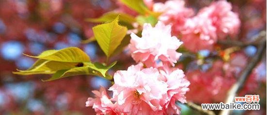 探寻樱花的起源 樱花之神秘传说