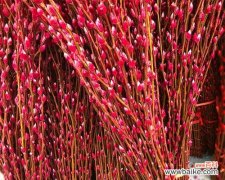 解读银柳的象征意义和魅力 银柳的花语与寓意