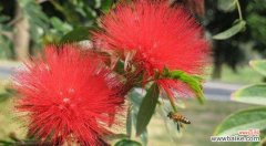 美丽的花语与沉淀的传奇 银合欢传说