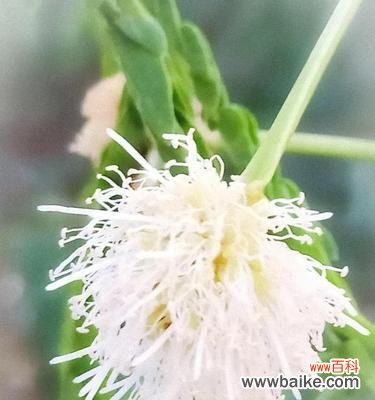 美丽的花语与沉淀的传奇 银合欢传说