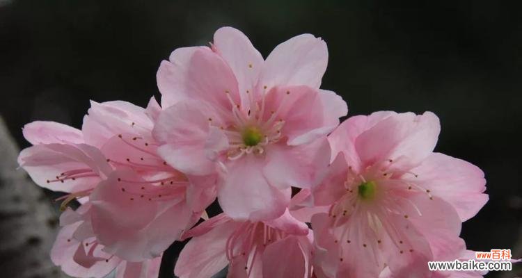 探寻樱花的花语与神话传说 樱花的花语和传说