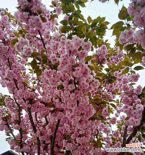 探秘樱花的神秘花语 樱花的花语与寓意