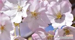 探秘樱花的神秘花语 樱花的花语与寓意