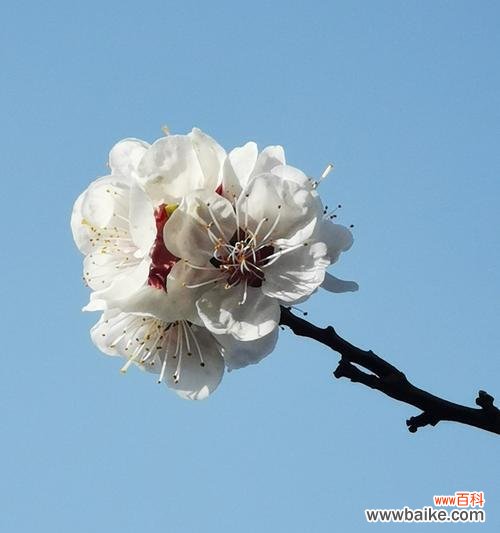 樱花代表的花语及寓意 樱花盛开的花语世界