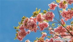 樱花代表的花语及寓意 樱花盛开的花语世界