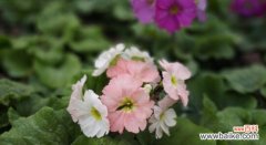 探寻樱花草花语的深意 樱花草花语与生活的美好