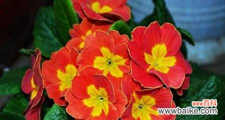 探寻樱花草花语的深意 樱花草花语与生活的美好