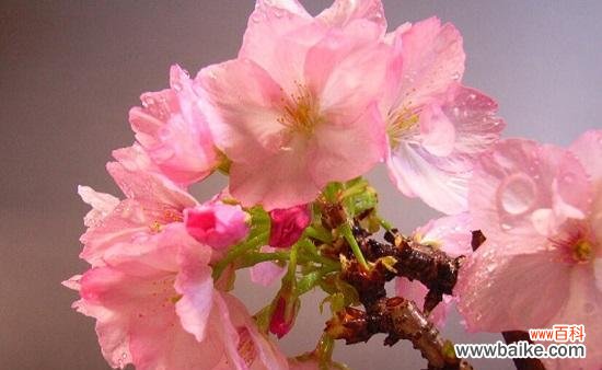 探索樱花背后的深意与象征 樱花的寓意与生命之美