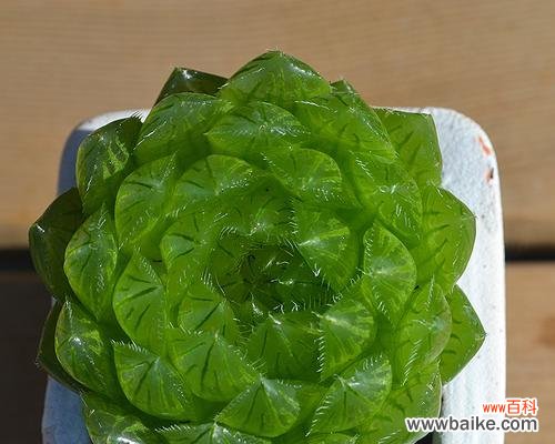 探寻樱水晶花朵的象征意义及传承之美 樱水晶的花语