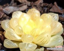 探寻樱水晶花朵的象征意义及传承之美 樱水晶的花语