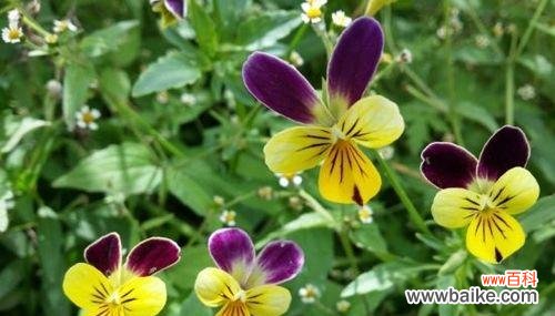 樱水晶花语的解读与应用 樱水晶花语与寓意