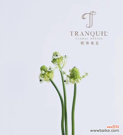 樱水晶花语的解读与应用 樱水晶花语与寓意