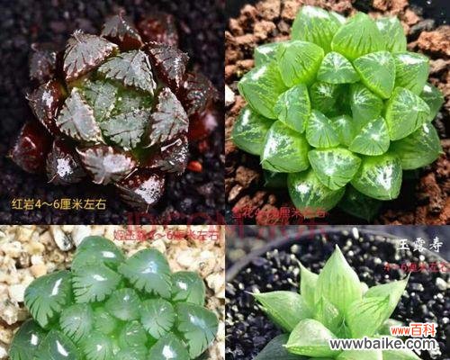 樱水晶花语的解读与应用 樱水晶花语与寓意