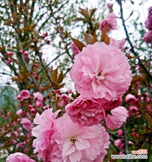 探索樱花的寓意和文化底蕴 樱花花语的深意与传承