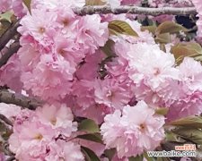 探索樱花的寓意和文化底蕴 樱花花语的深意与传承